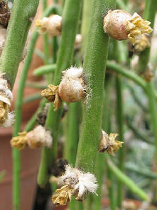 floccosa tucumanensis